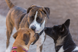 Prägung vs. Sozialisierung bei Hunden: Was ist der Unterschied?